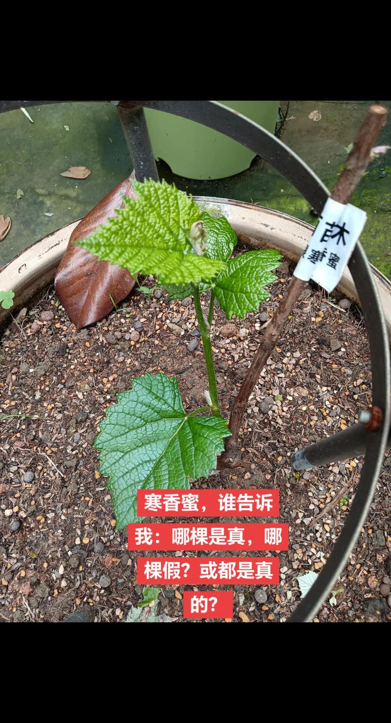 葡萄苗价格参考:2026年一根嫁接苗多少钱? 品种差异拉大价格区间:鲜食品种比酿酒品种贵2-3倍