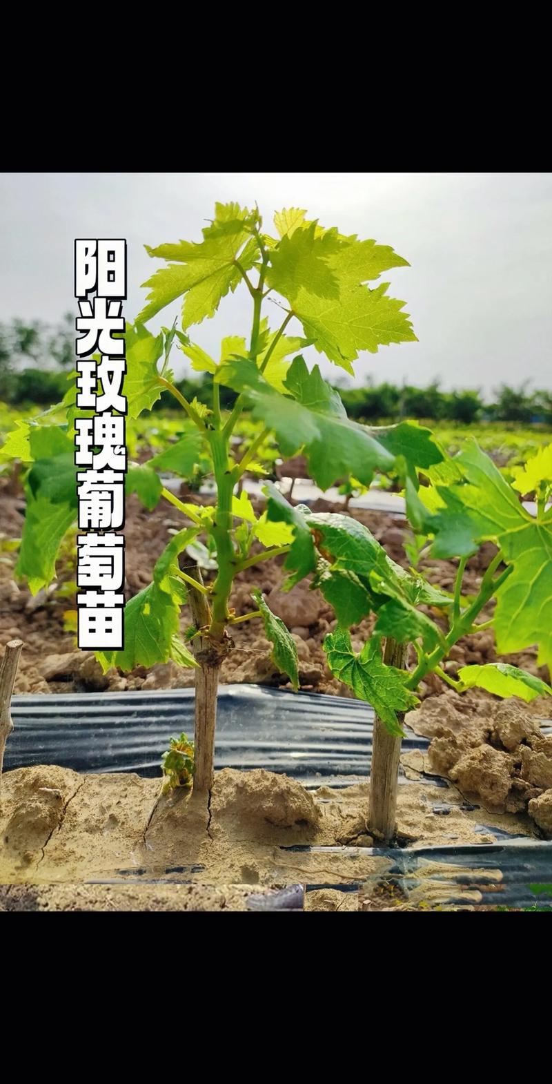 葡萄苗价格参考:2026年一根嫁接苗多少钱? 常见问题 (FAQ)
