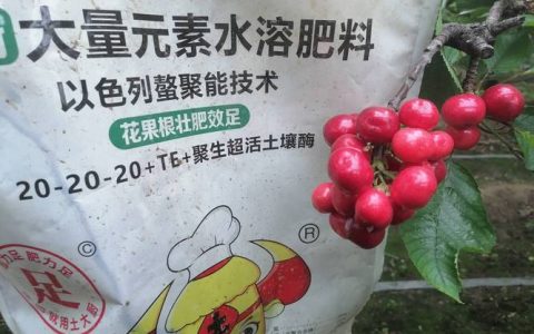 大樱桃坐果后追施高钾型复合肥是提质增产的关键，落花后10天内完成第一次追肥
