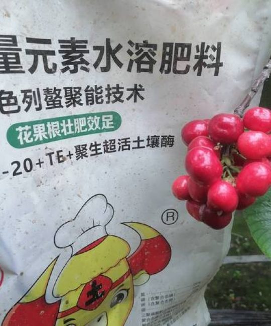 大樱桃坐果后追施高钾型复合肥是提质增产的关键，落花后10天内完成第一次追肥