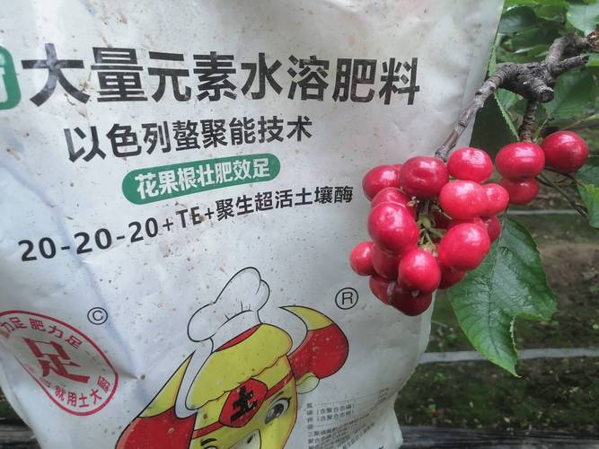 大樱桃坐果后追施高钾型复合肥是提质增产的关键,落花后10天内完成第一次追肥 大樱桃坐果后追施高钾型复合肥是提质增产的关键,落花后10天内完成第一次追肥