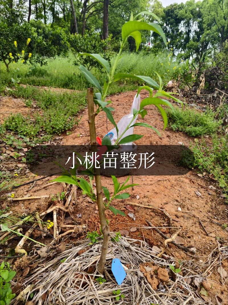 七、结论：哪里有桃苗子，不如这样找