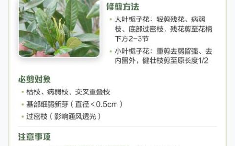 栀子花在什么季节开放？一文读懂它的花期与养护要点