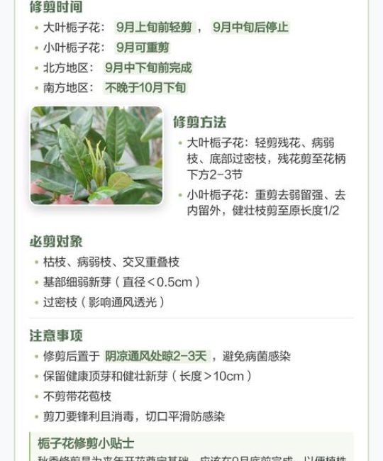 栀子花在什么季节开放？一文读懂它的花期与养护要点