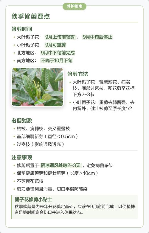 栀子花在什么季节开放?一文读懂它的花期与养护要点 栀子花在什么季节开放?一文读懂它的花期与养护要点