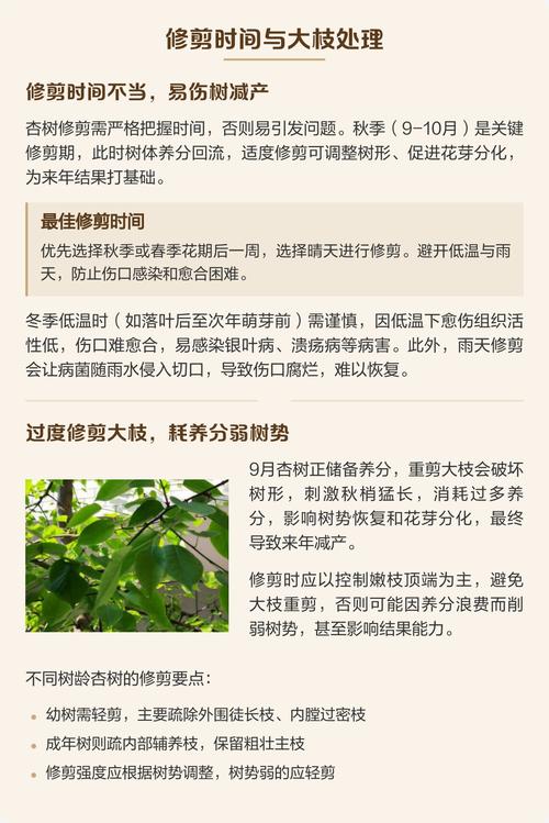 杏树什么季节剪枝好?杏树修剪时间、方法和四季养护要点 施肥:修剪前后以补充磷钾和有机质为主