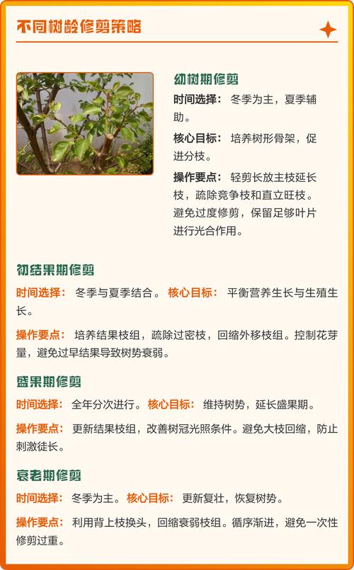 杏树什么季节剪枝好?杏树修剪时间、方法和四季养护要点 修剪:杏树最好在休眠期主剪,夏季只做轻剪