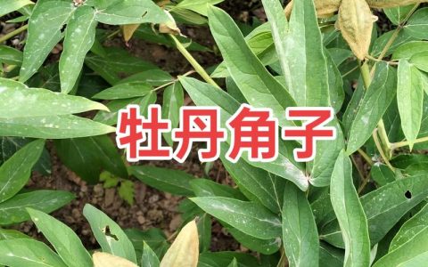 五年油牡丹苗价格快速参考（2025年）