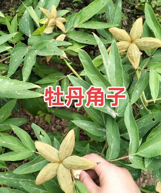 五年油牡丹苗价格快速参考（2025年）