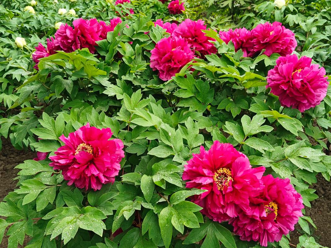 季节波动