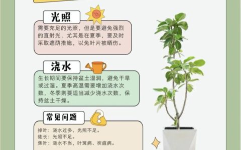 家里养榕树盆景好不好？科学养护指南与注意事项