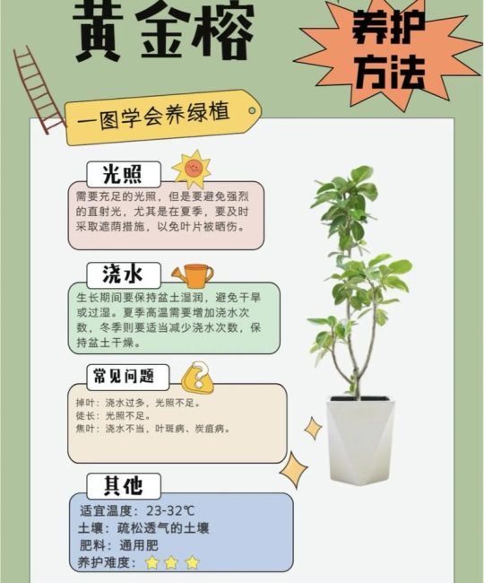家里养榕树盆景好不好？科学养护指南与注意事项