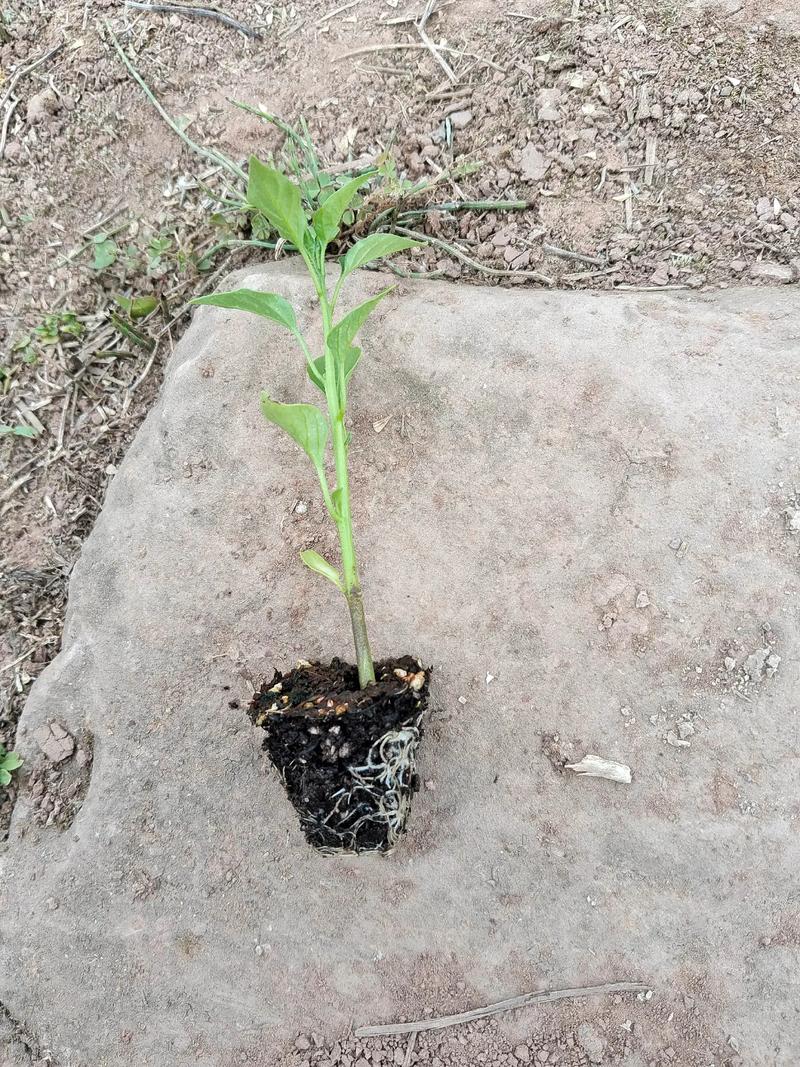 四、栽植深度：埋土齐平子叶节