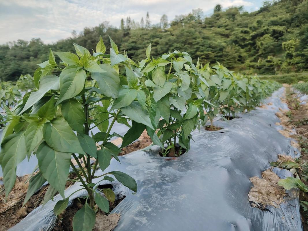 六、缓苗管理：遮阴保湿促新根