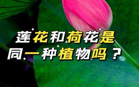 莲花就是荷花吗？同源异名下的水生植物学真相与园艺应用