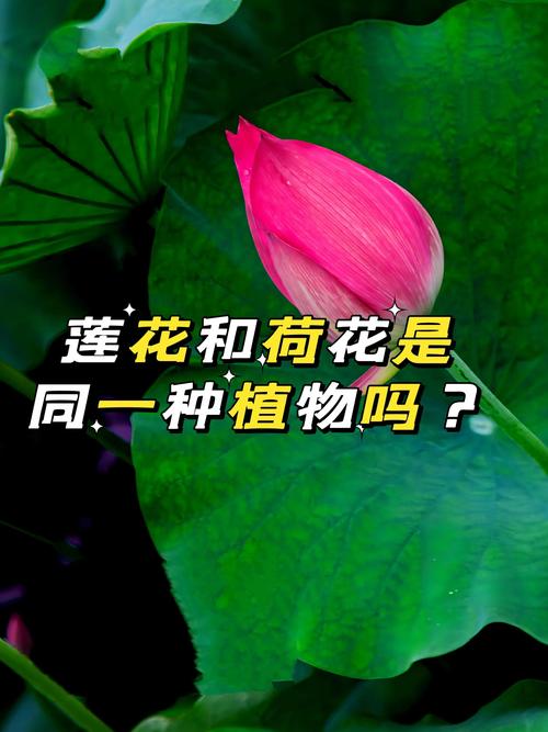 莲花与荷花是同一物种