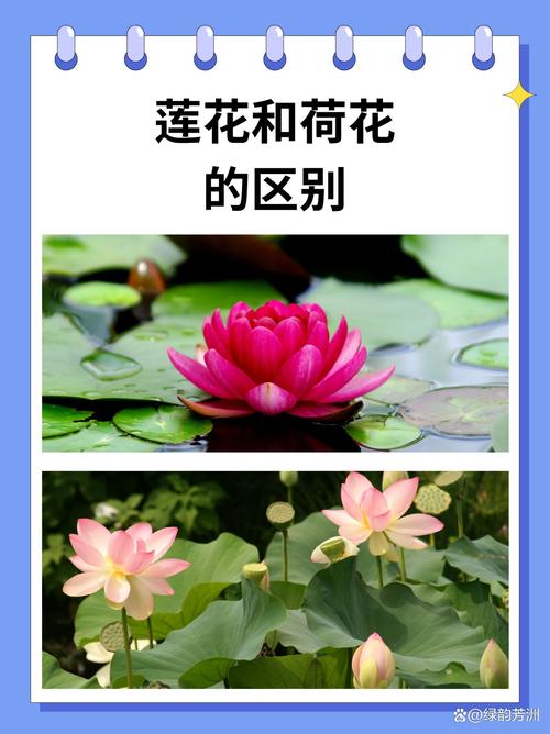 如何区分莲花/荷花与睡莲？三个关键判断标准