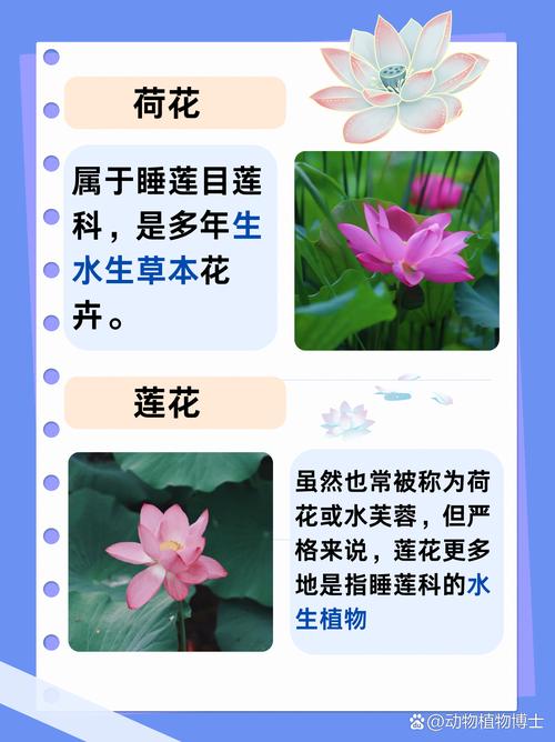水质净化效率与扩繁控制