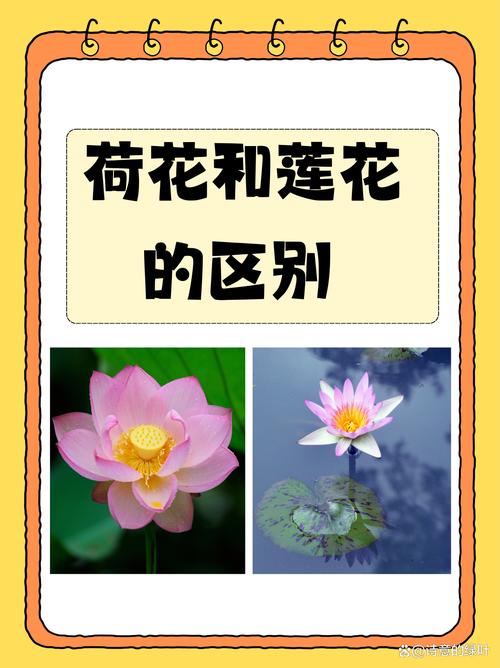 园林应用中的种植参数：水深、基质与光照