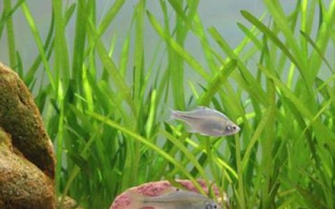 苦草可以净化水质吗？池塘河道沉水植物净化能力全解析