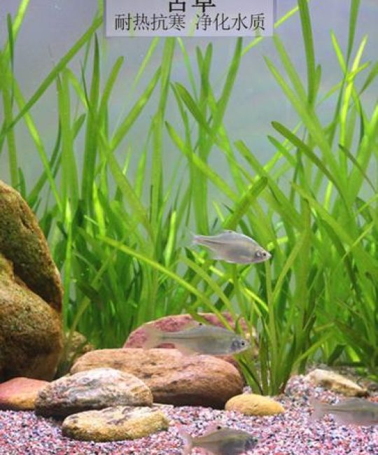 苦草可以净化水质吗？池塘河道沉水植物净化能力全解析