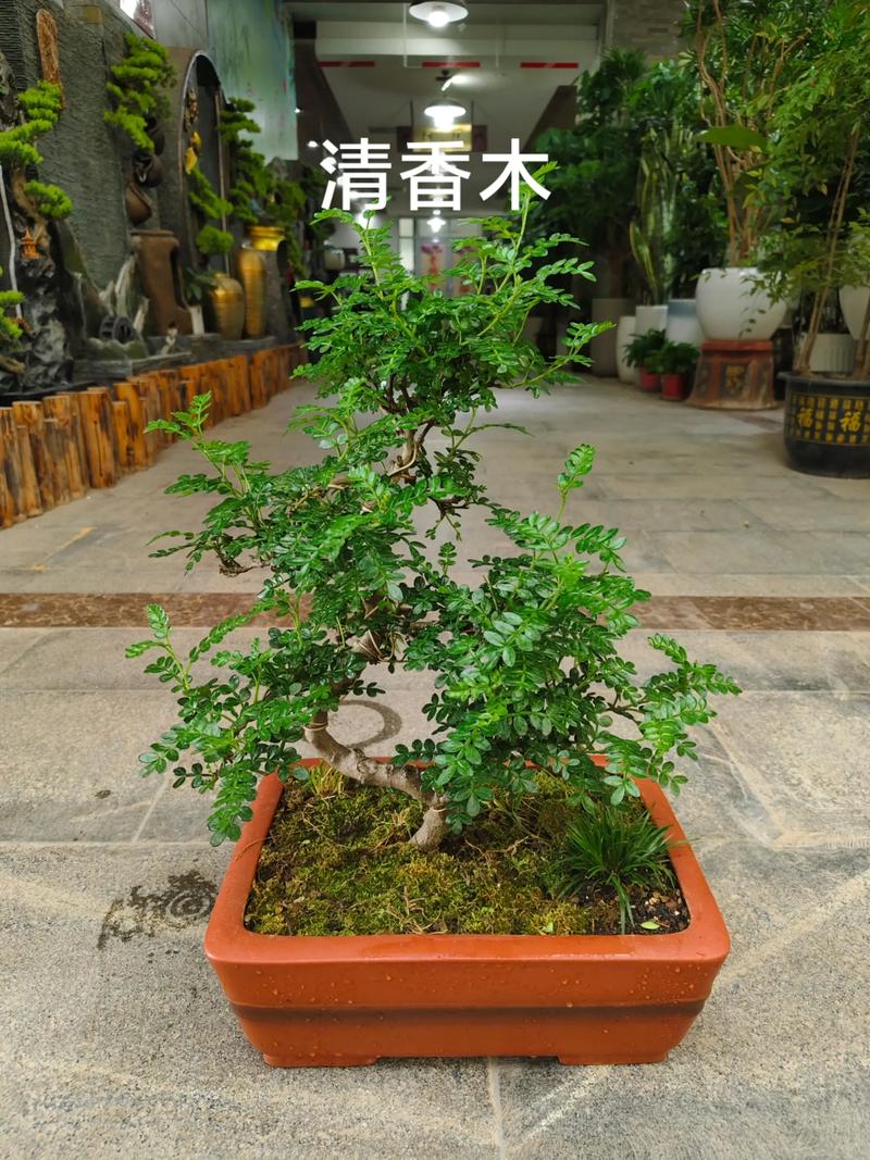 清香木种在院子里吉利吗?园艺师为您解析观赏价值与科学养护 庭院地栽还是盆栽?因地制宜的选择