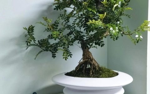 清香木种在院子里吉利吗？园艺师为您解析观赏价值与科学养护
