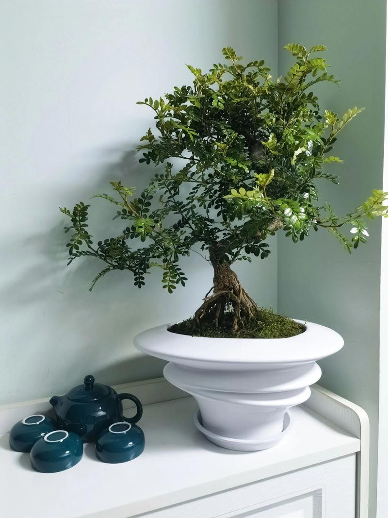 清香木种在院子里吉利吗?园艺师为您解析观赏价值与科学养护 清香木的观赏优势与生长习性