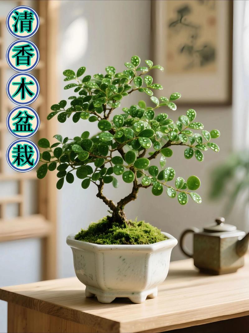 清香木种在院子里吉利吗?园艺师为您解析观赏价值与科学养护 常见问题与解答(Q&A)