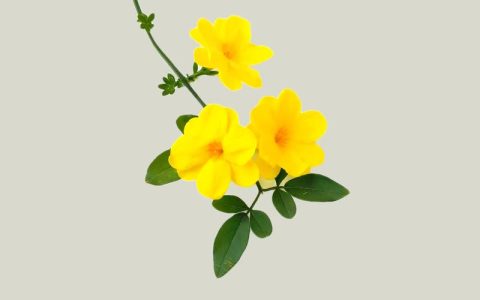 迎春花和连翘的区别：如何一眼识别早春两大“黄金花”