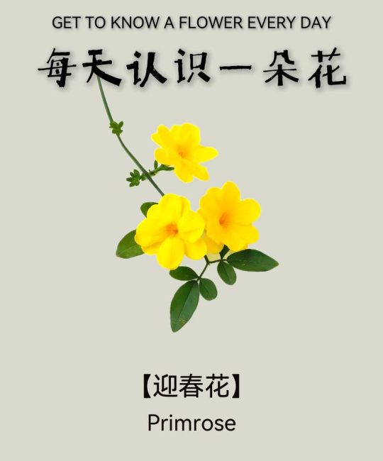 迎春花和连翘的区别：如何一眼识别早春两大“黄金花”