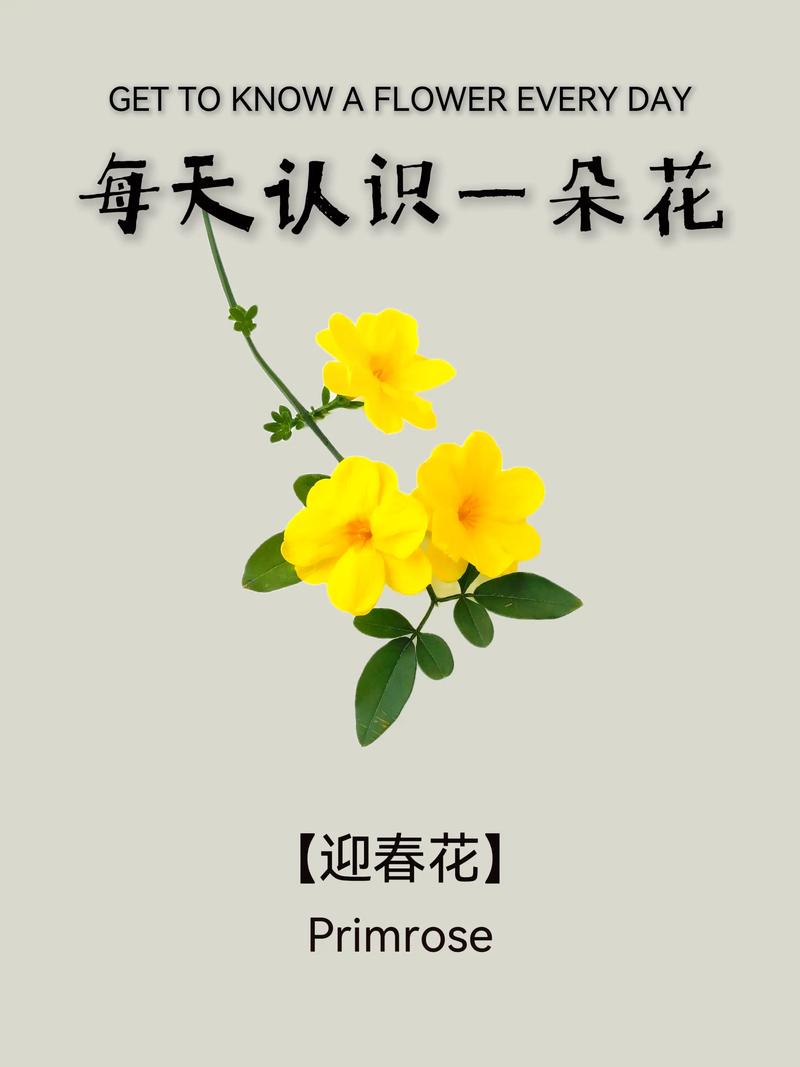 迎春花和连翘的区别：如何一眼识别早春两大“黄金花”