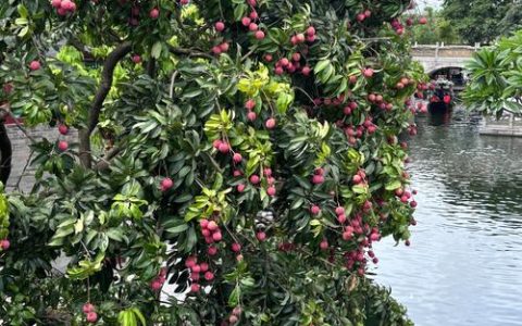 荔枝树又叫什么？一篇认清荔枝的别名、科属与种植要点