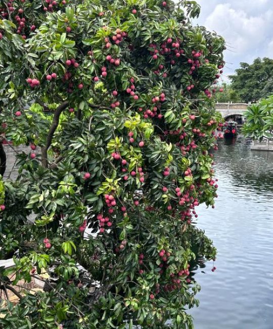 荔枝树又叫什么？一篇认清荔枝的别名、科属与种植要点