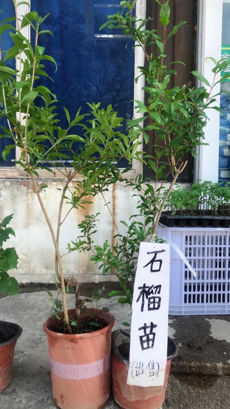 民间文化寓意说明