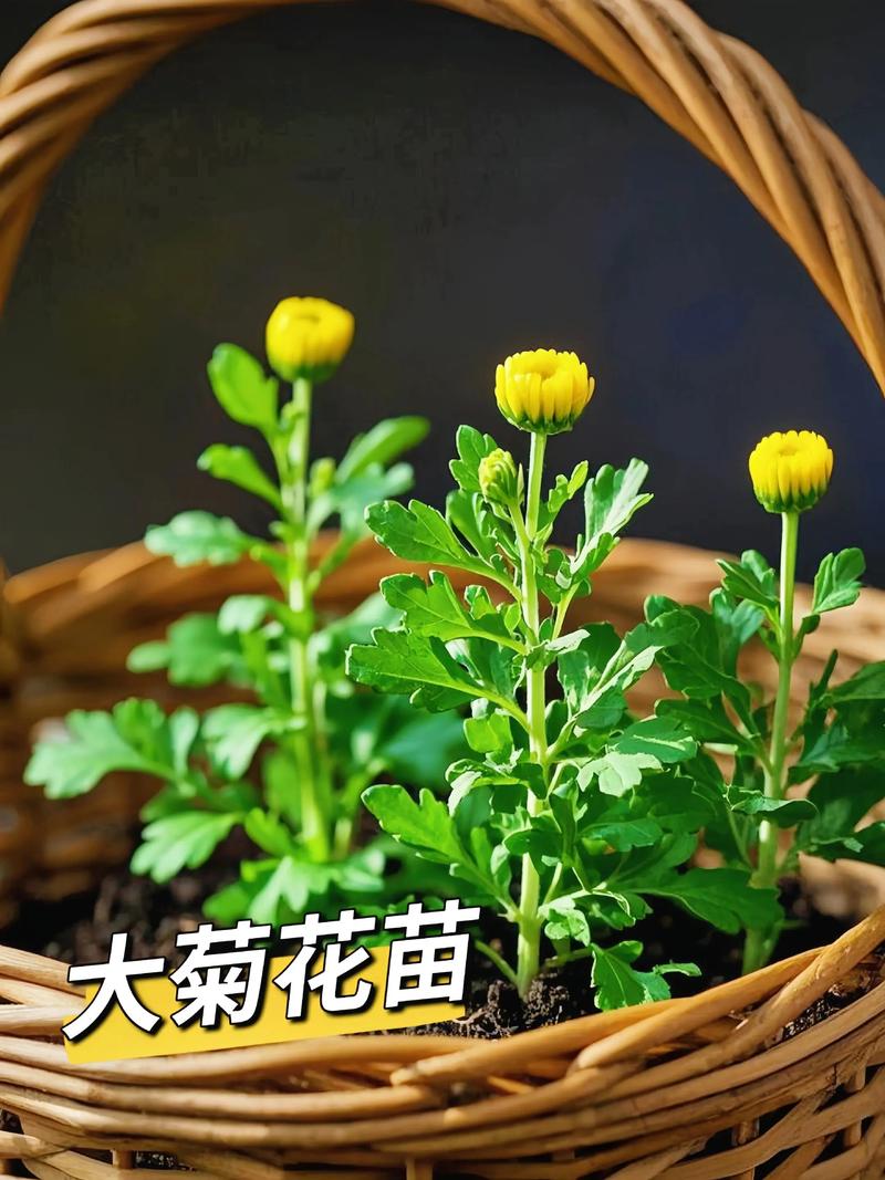 规格：从种子到盆栽的价格阶梯