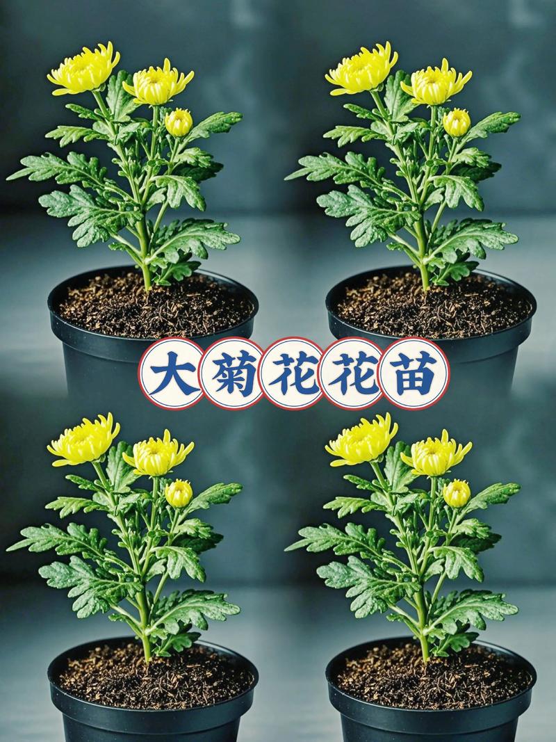 产地：南北差距与本地优势