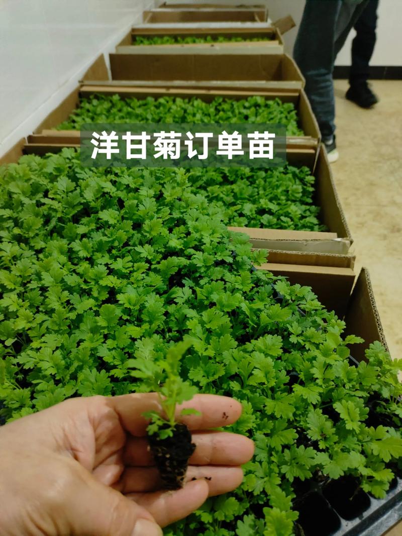 季节：春播与秋播的价格双高峰