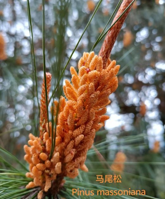 马尾松：中国特有的常绿针叶乔木