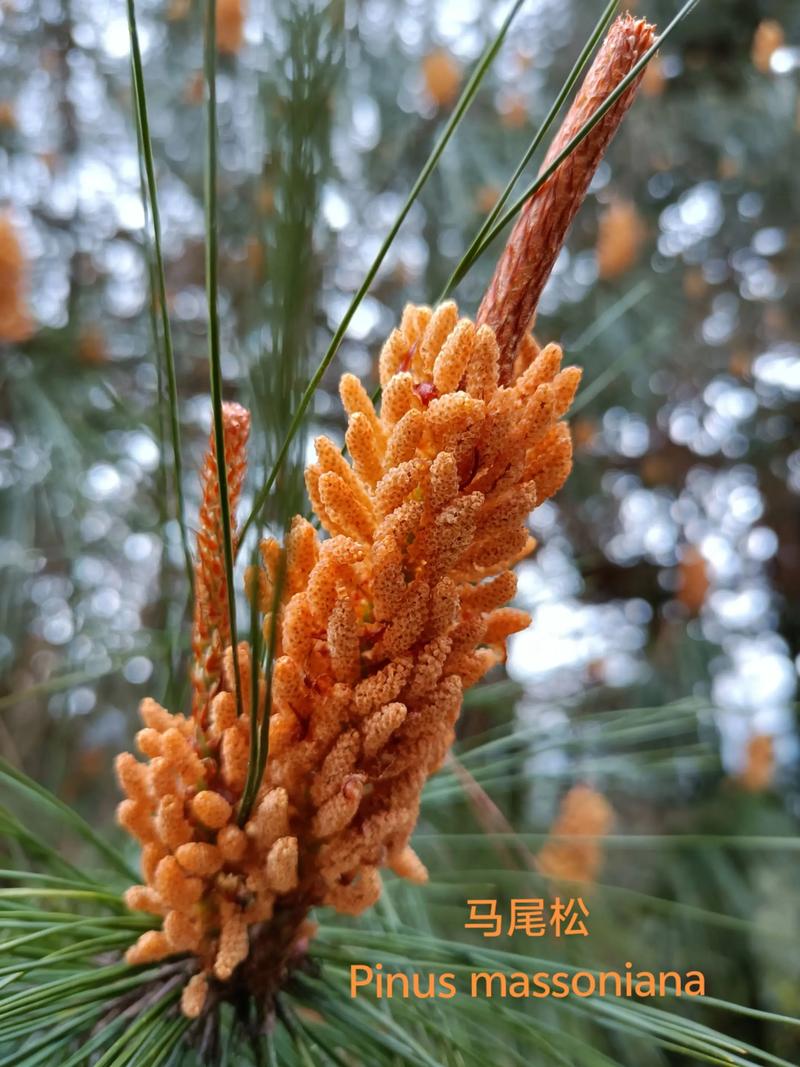马尾松:中国特有的常绿针叶乔木 马尾松:中国特有的常绿针叶乔木
