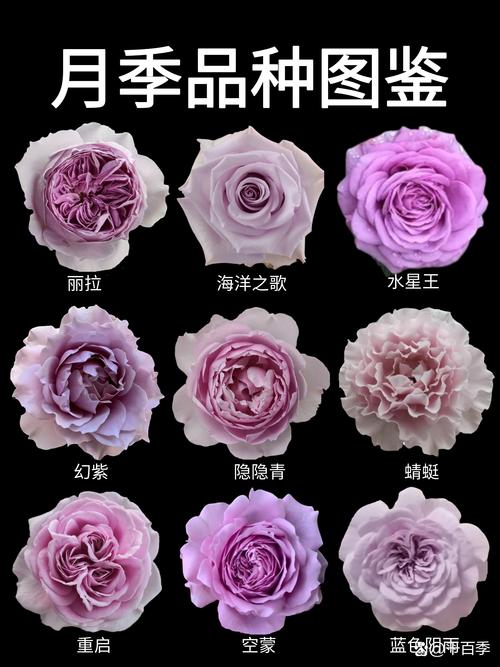 月季花一年开几次花?如何实现持续开花? 月季花一年开几次花?如何实现持续开花?
