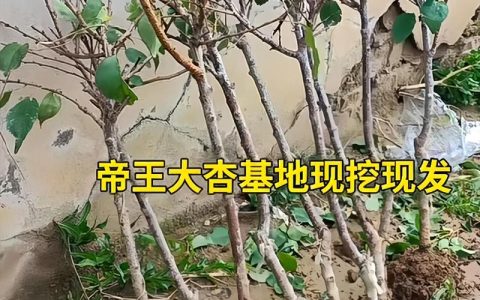 杏树多少年结果？嫁接苗3年、实生苗5-7年，超详细结果年限与促果指南