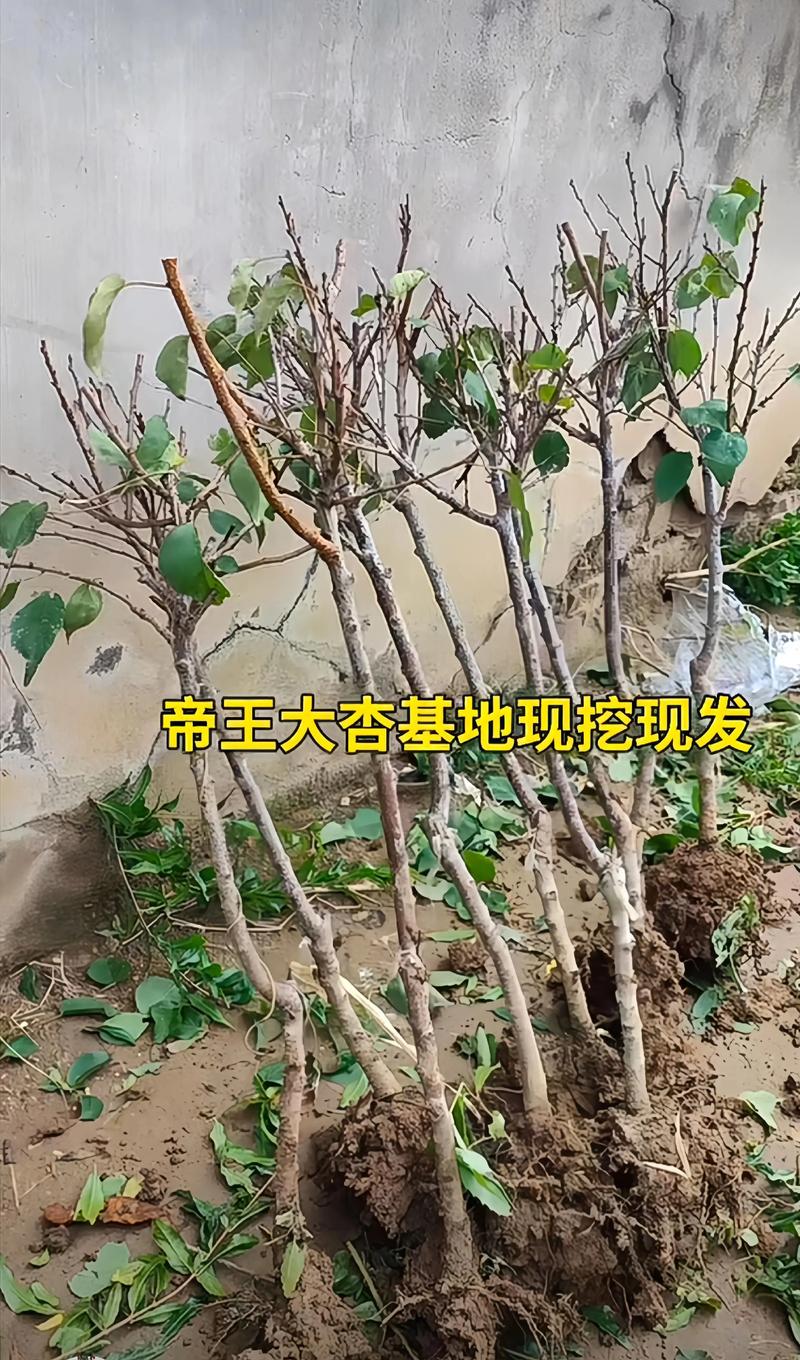 杏树多少年结果?嫁接苗3年、实生苗5-7年,超详细结果年限与促果指南 杏树定植后,嫁接苗第3年挂果,实生苗需5-7年
