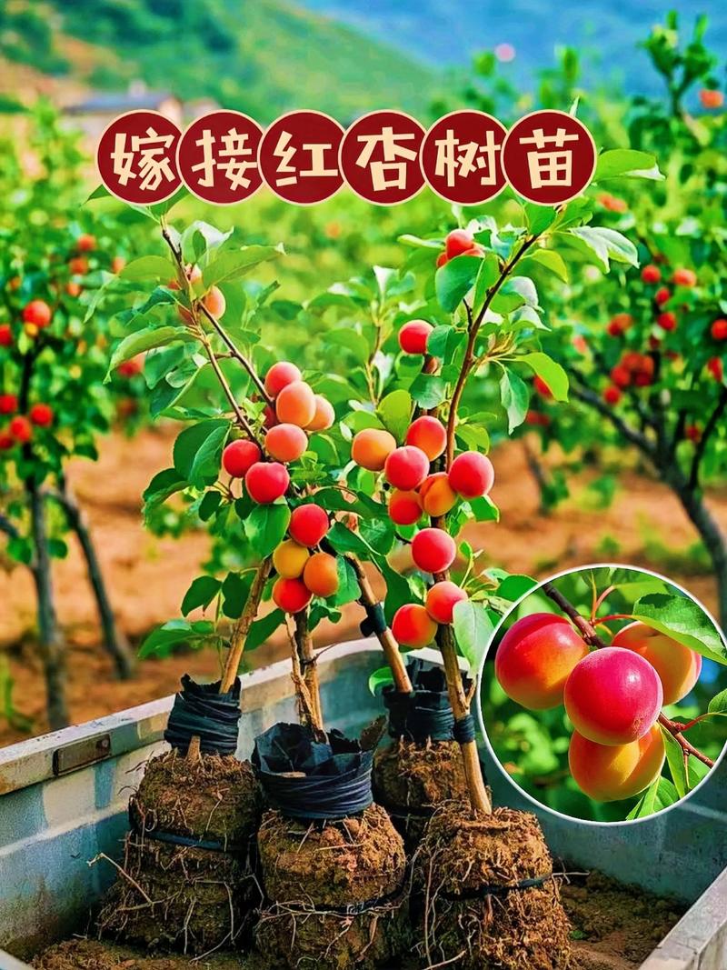 杏树多少年结果?嫁接苗3年、实生苗5-7年,超详细结果年限与促果指南 促花促果养护步骤(按时间顺序)