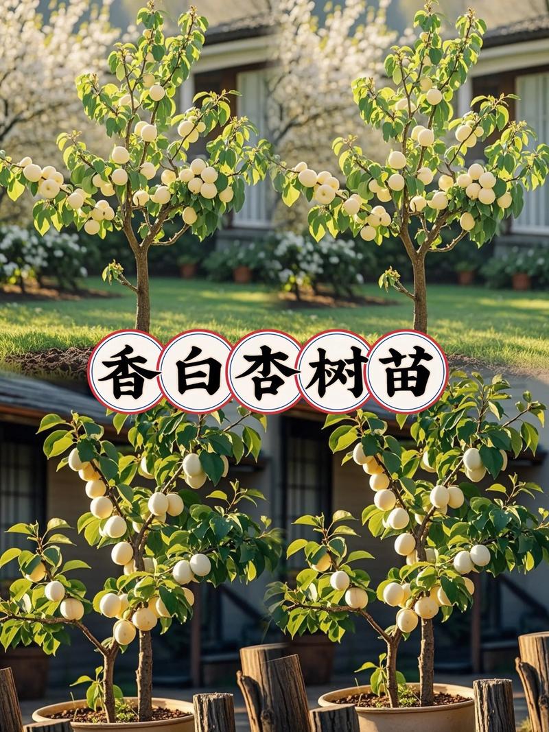 杏树多少年结果?嫁接苗3年、实生苗5-7年,超详细结果年限与促果指南 影响杏树结果年限的3个关键因素