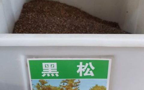 黑松种子多少钱一斤？2025年最新价格影响因素与行情参考