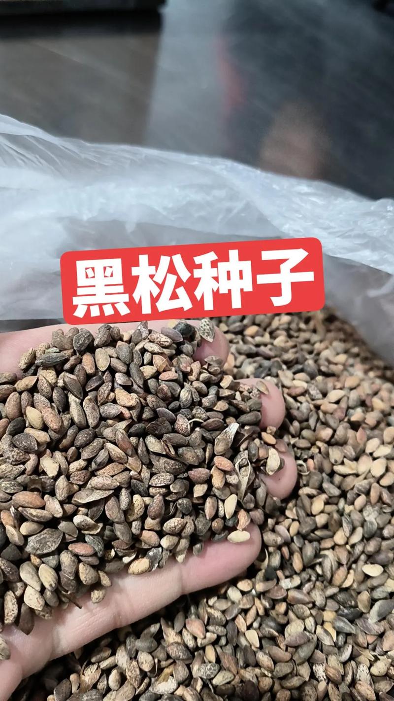 黑松种子多少钱一斤?2025年最新价格影响因素与行情参考 二、产地(国产与进口)价格差异明显