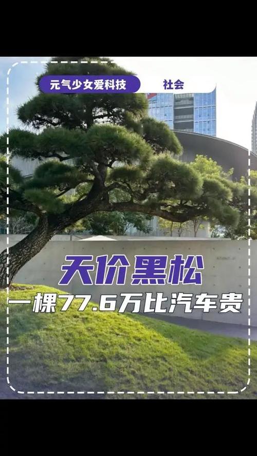 黑松种子多少钱一斤?2025年最新价格影响因素与行情参考 六、影响总价因素速查表