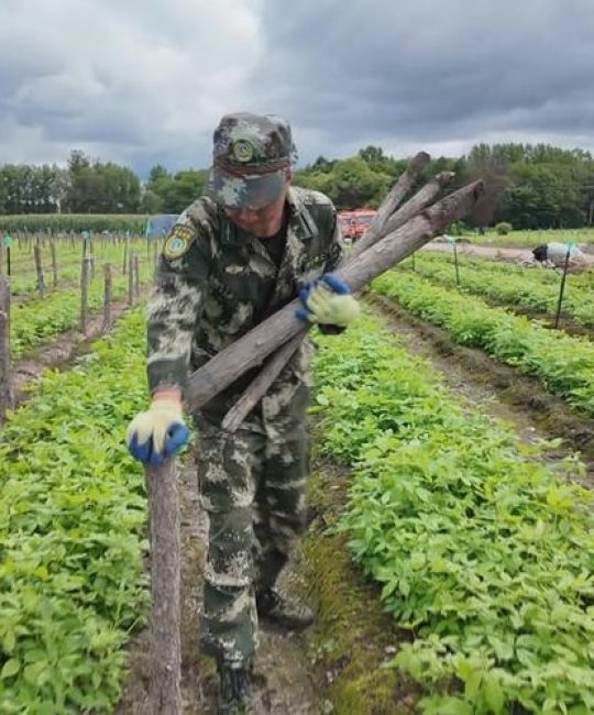 刺五加苗有卖的吗？购买指南与种植技巧全解析