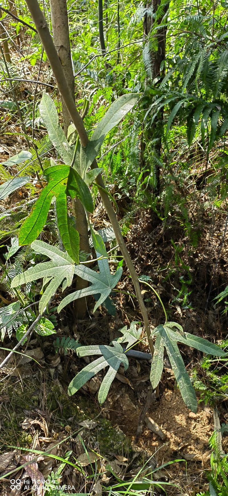 五指毛桃在江西可以种吗?从选时到成活的全流程技术指南 四、栽植深度